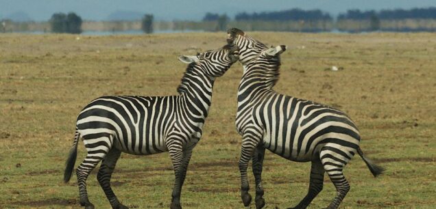 Amboseli